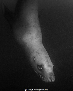Peering Into Another World - A Steller sea lion swims by ... by Tanya Houppermans 
